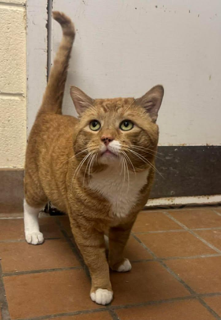 Archie, a Adoptable Domestic Short Hair in Stamford, CT image 2/3