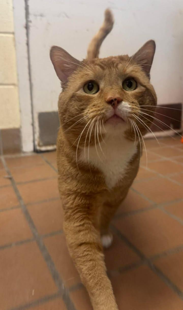 Archie, a Adoptable Domestic Short Hair in Stamford, CT image 3/3