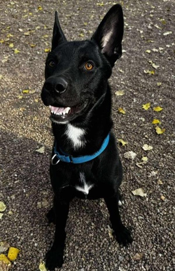 Ford, a Adoptable mixed breed in Littleton, CO image 1/3