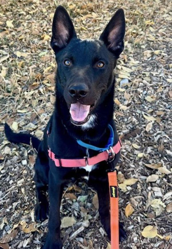 Ford, a Adoptable mixed breed in Littleton, CO image 3/3