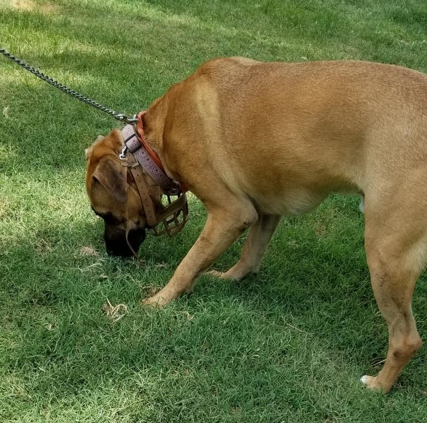 Enlarge Romeo , a Adoptable mixed breed in Carlsbad, CA image 6/6