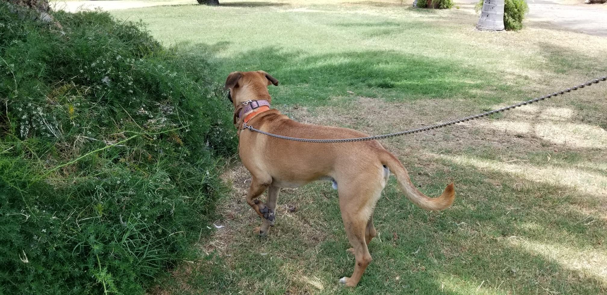 Enlarge Romeo , a Adoptable mixed breed in Carlsbad, CA image 4/6