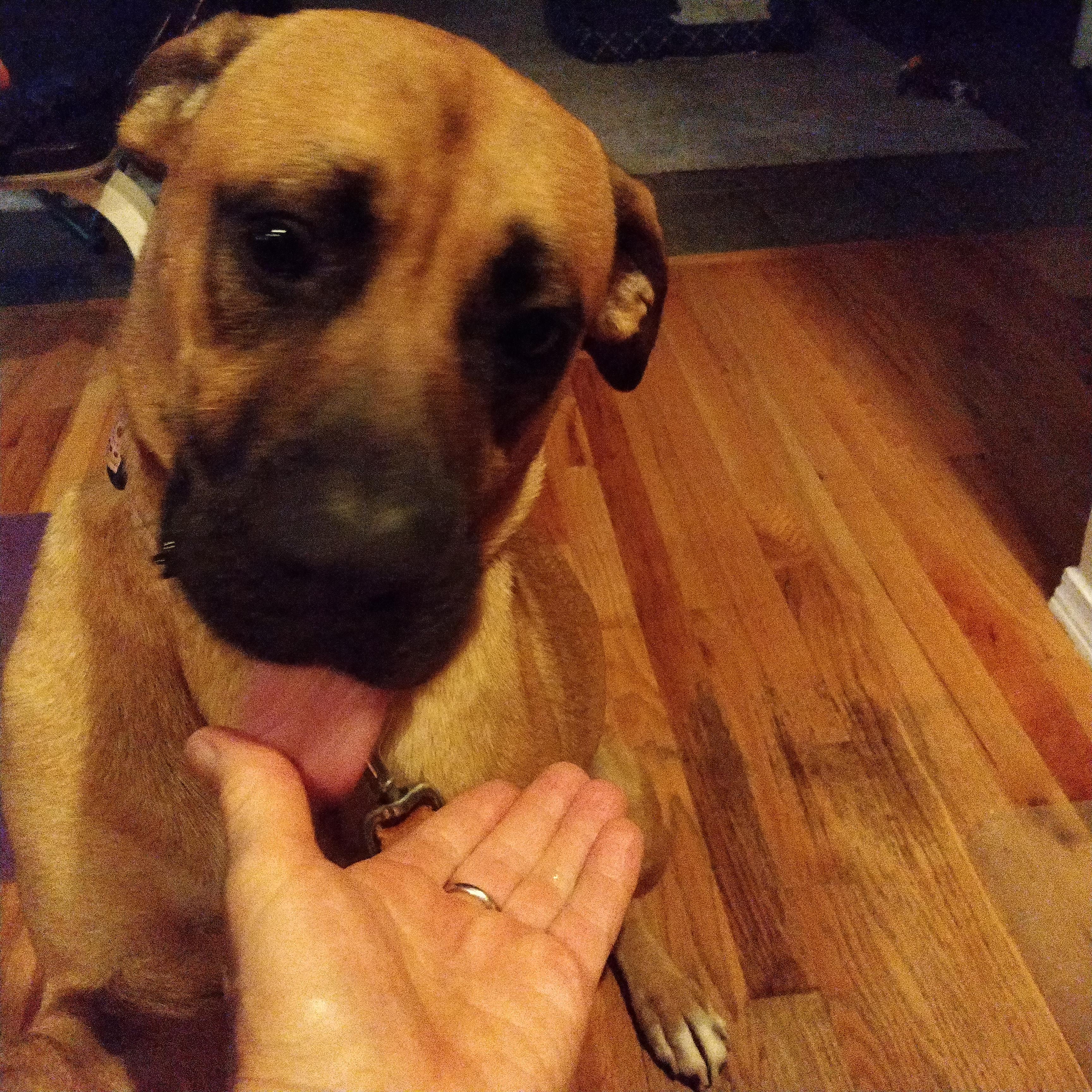 Romeo , Adoptable, Adult Male Black Mouth Cur & Boxer.