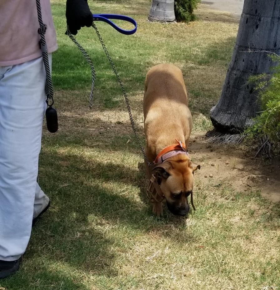 Enlarge Romeo , a Adoptable mixed breed in Carlsbad, CA image 5/6