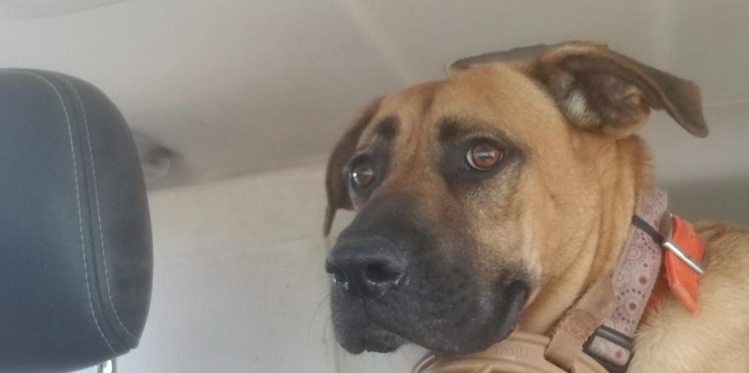 Enlarge Romeo , a Adoptable mixed breed in Carlsbad, CA image 3/6