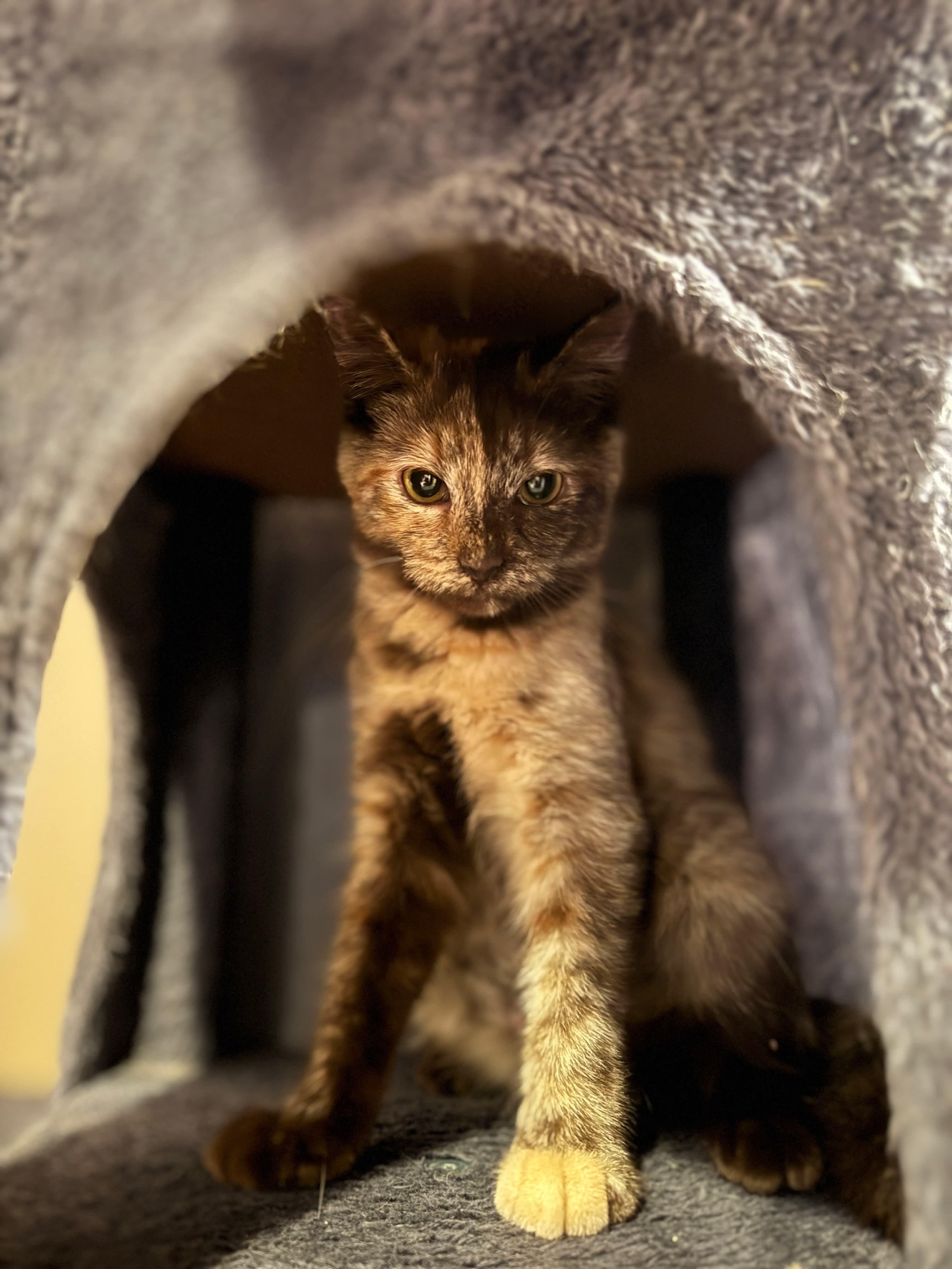 Cheese, adopted, Kitten Female Domestic Short Hair.