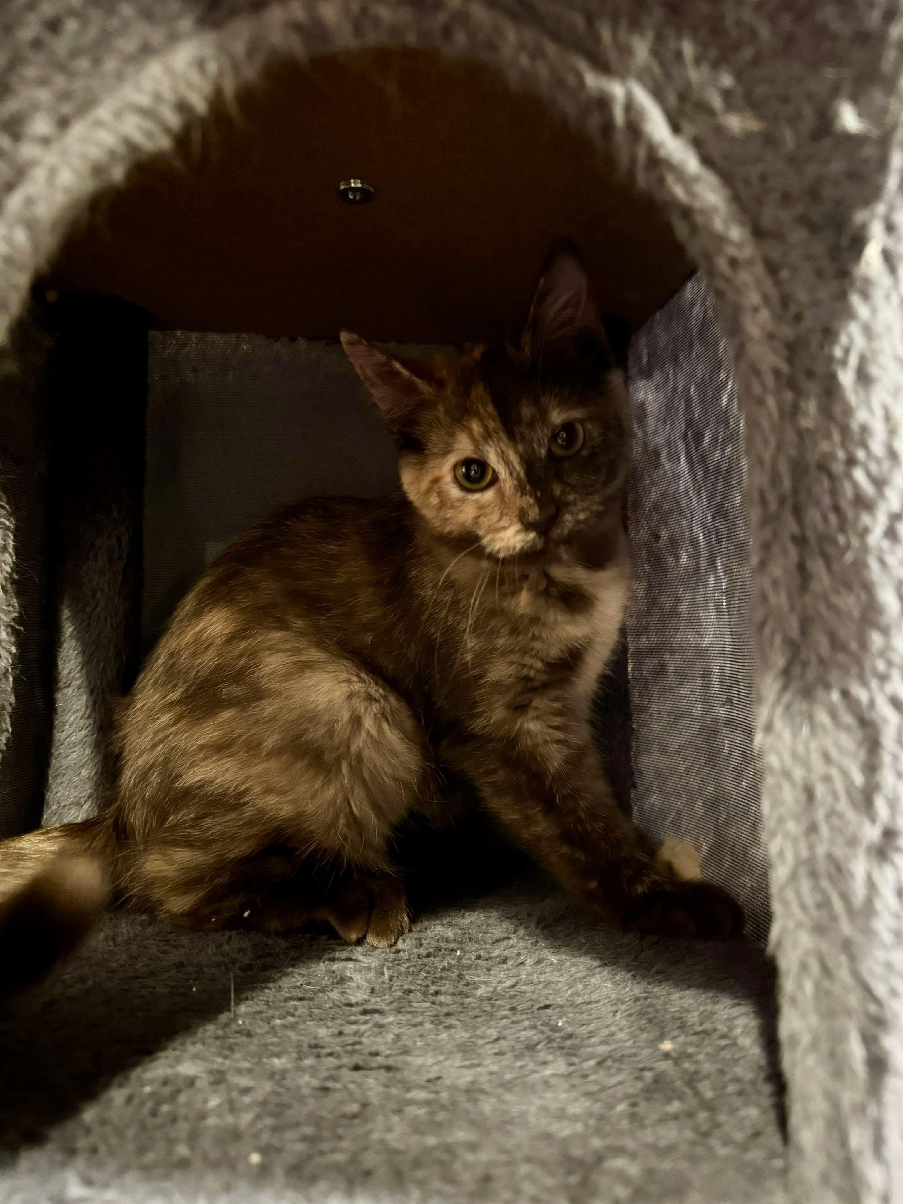 Enlarge Cheese, an adopted Domestic Short Hair in Stoughton, WI image 2/6