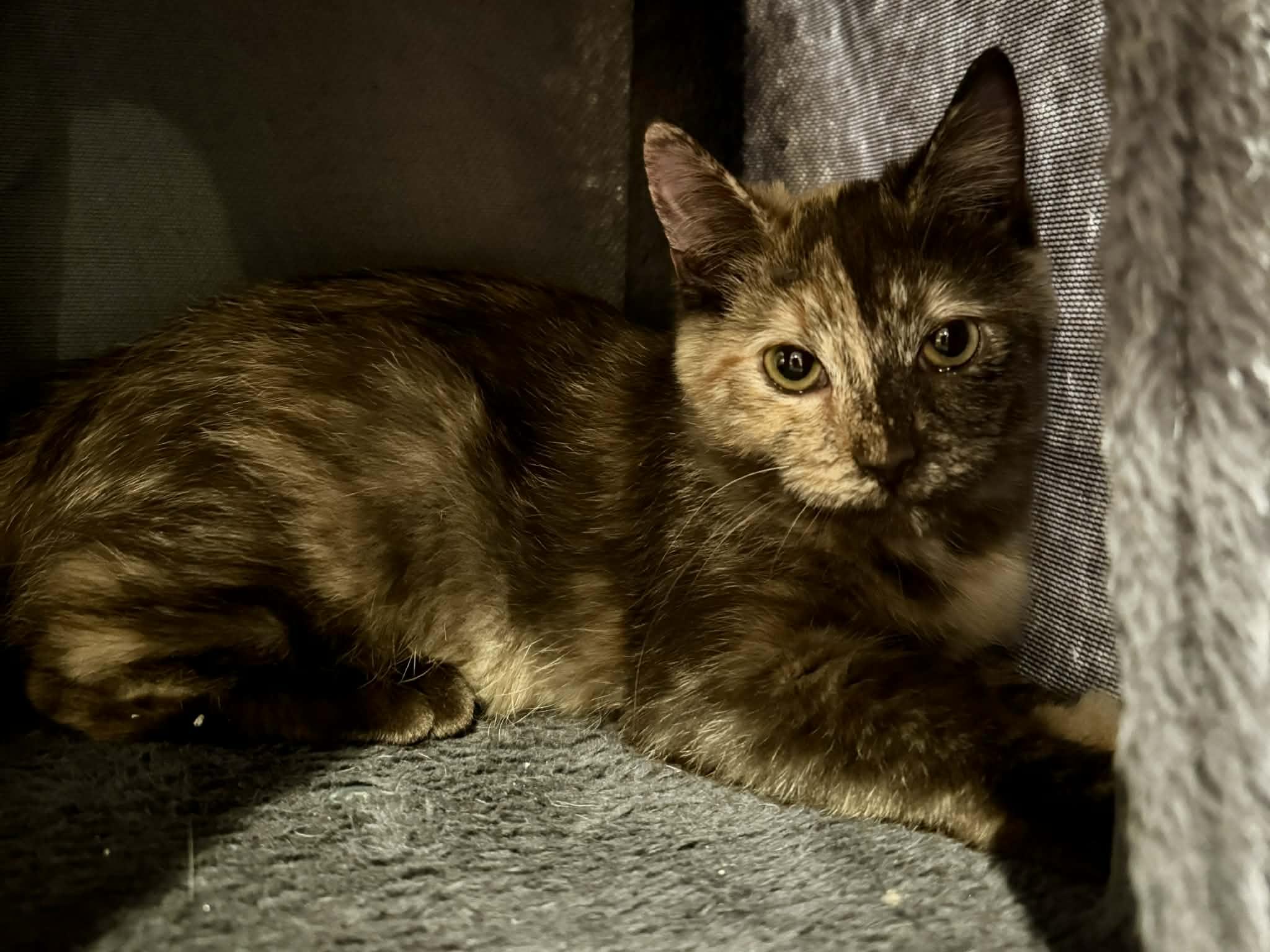 Enlarge Cheese, an adopted Domestic Short Hair in Stoughton, WI image 4/6