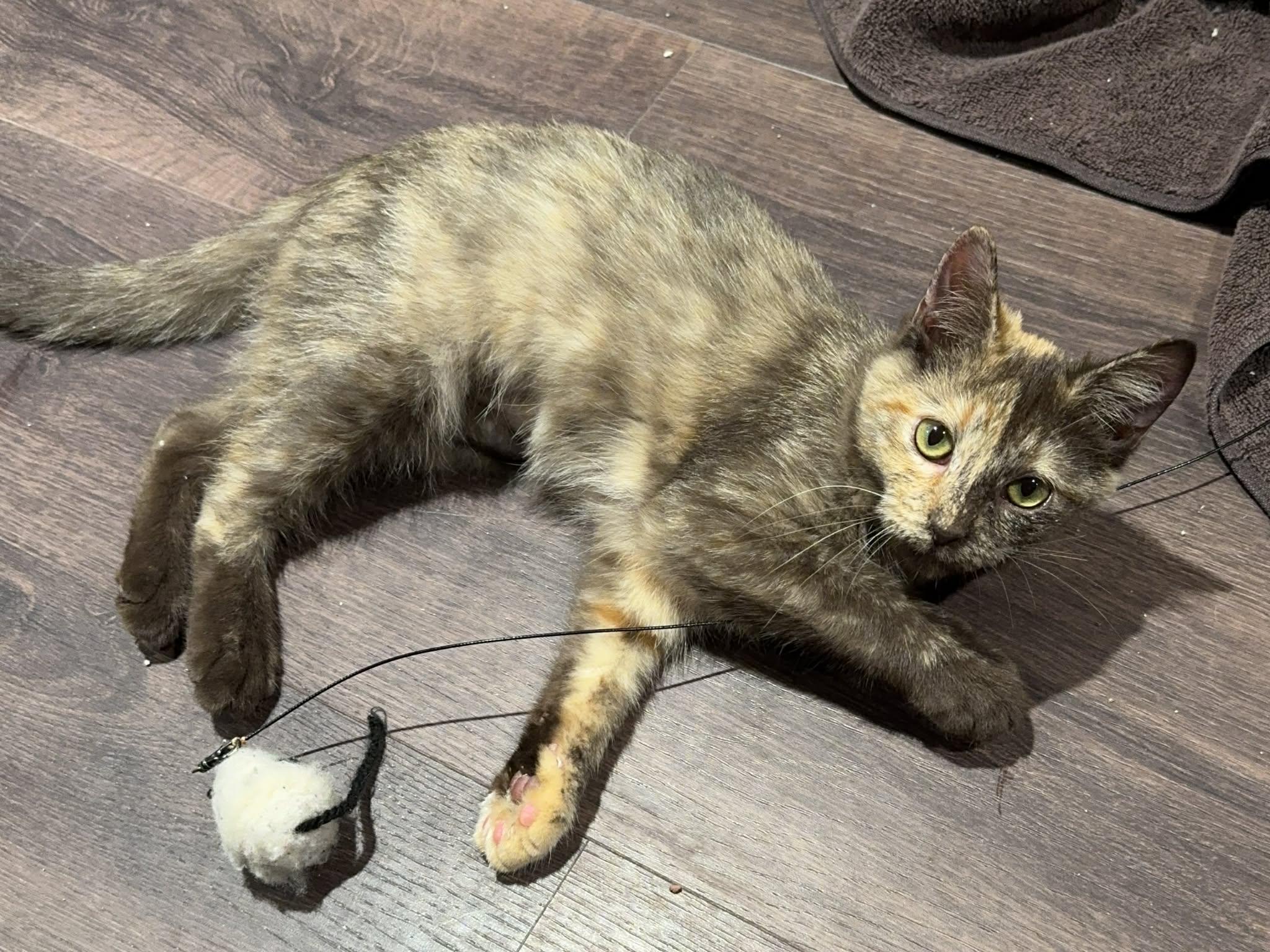 Enlarge Cheese, an adopted Domestic Short Hair in Stoughton, WI image 6/6