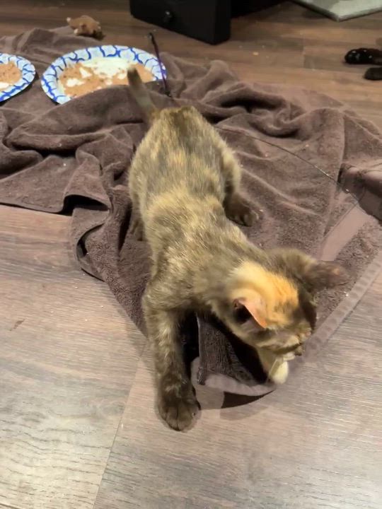 Enlarge Cheese, an adopted Domestic Short Hair in Stoughton, WI video 5/6