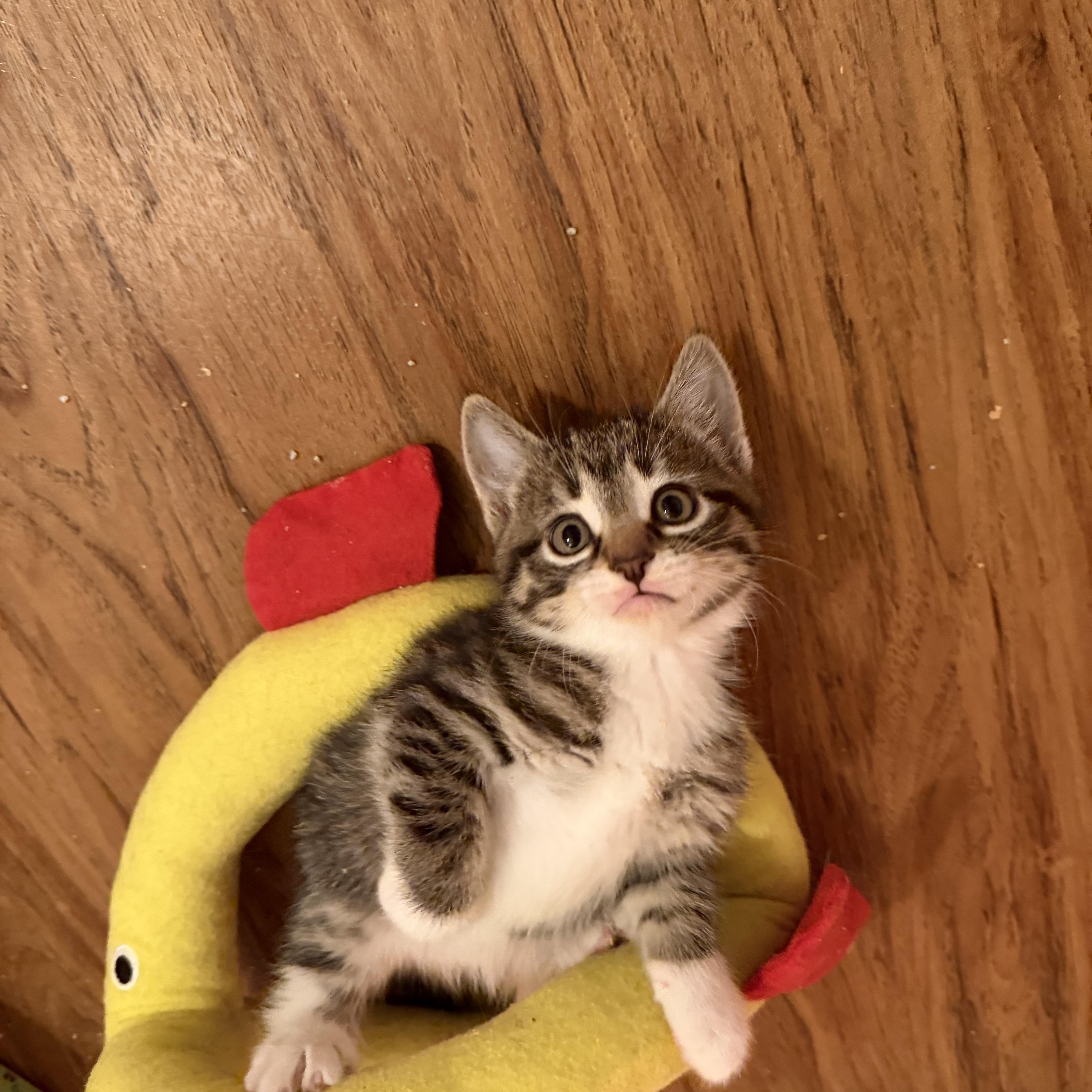 Enlarge Anastasia & Tatiana, an adopted Domestic Short Hair in Naperville, IL image 3/6
