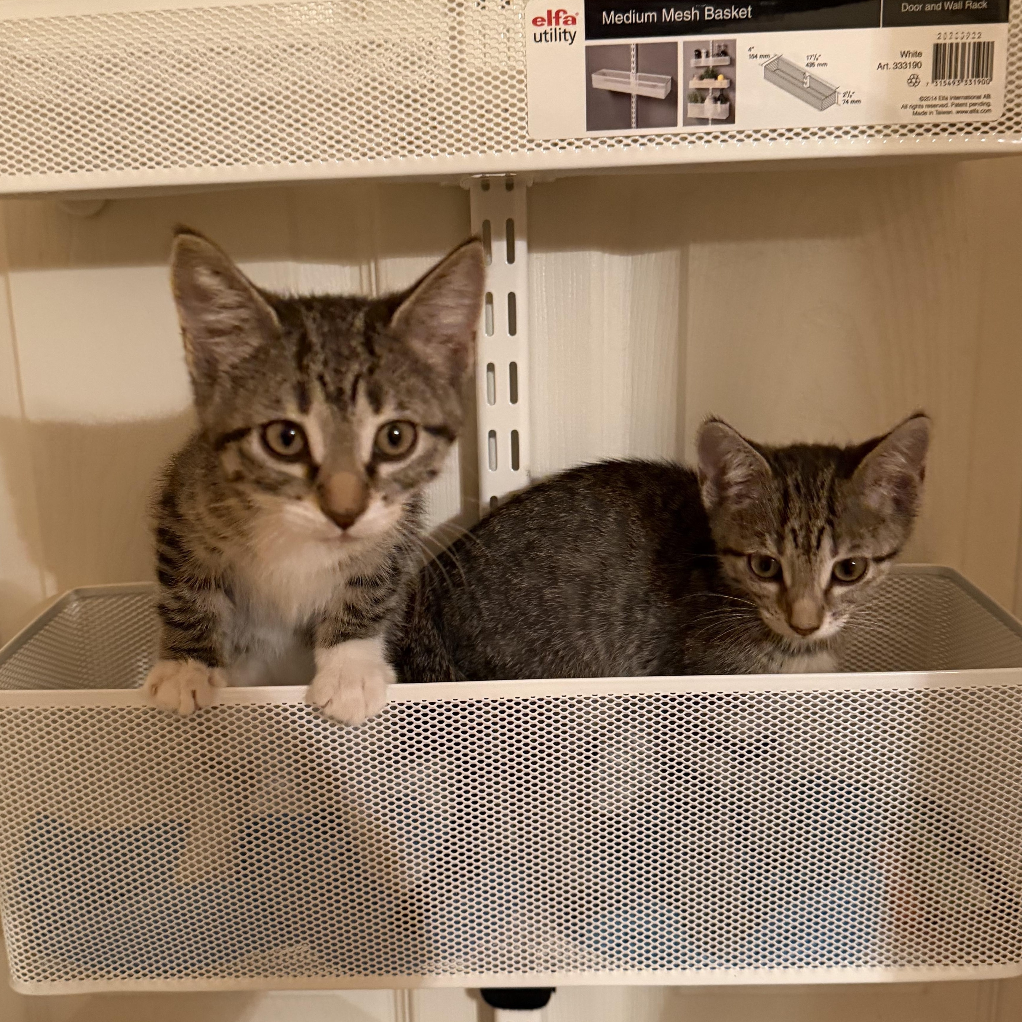 Enlarge Anastasia & Tatiana, an adopted Domestic Short Hair in Naperville, IL image 5/6