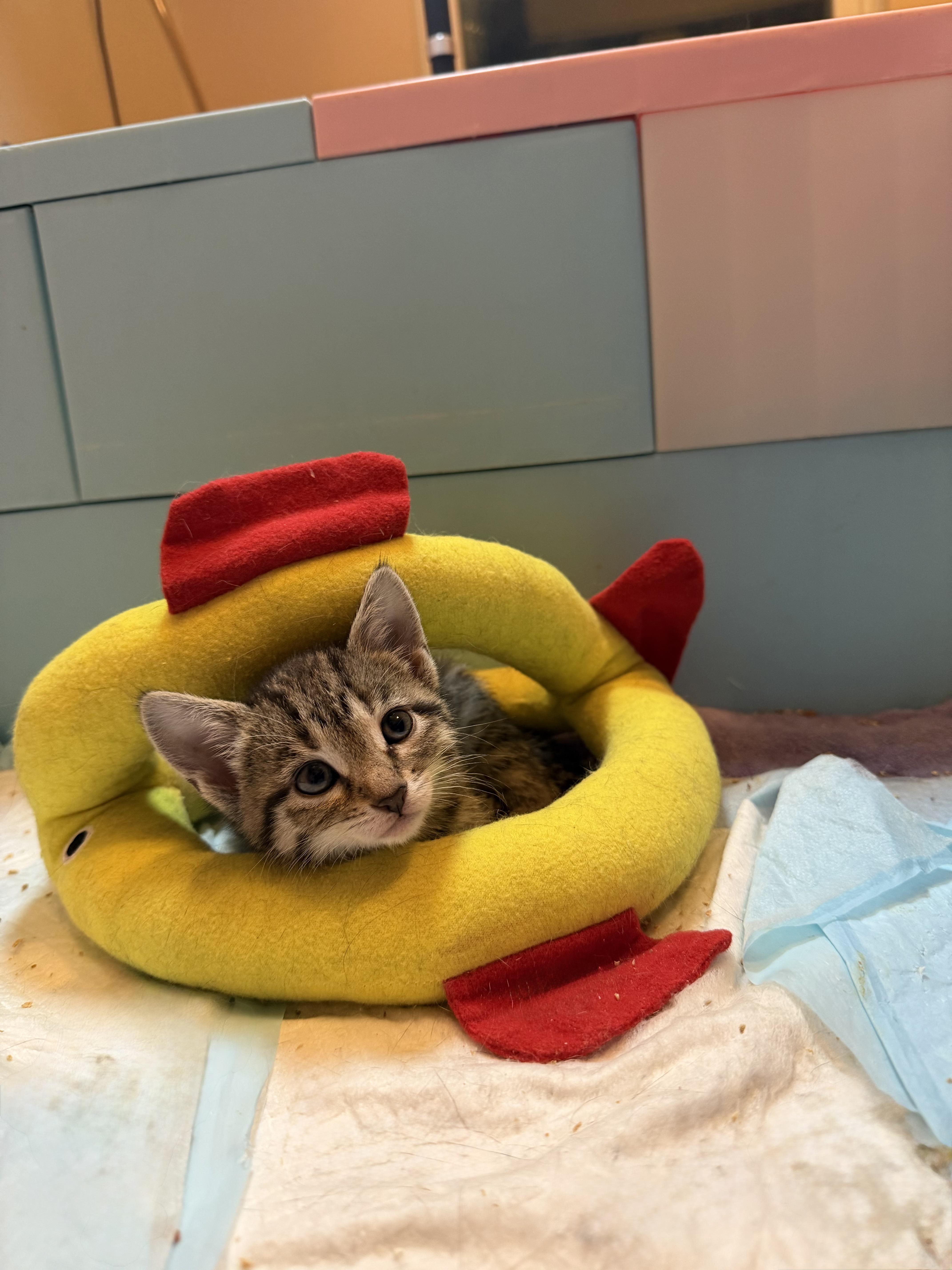 Enlarge Anastasia & Tatiana, an adopted Domestic Short Hair in Naperville, IL image 1/6