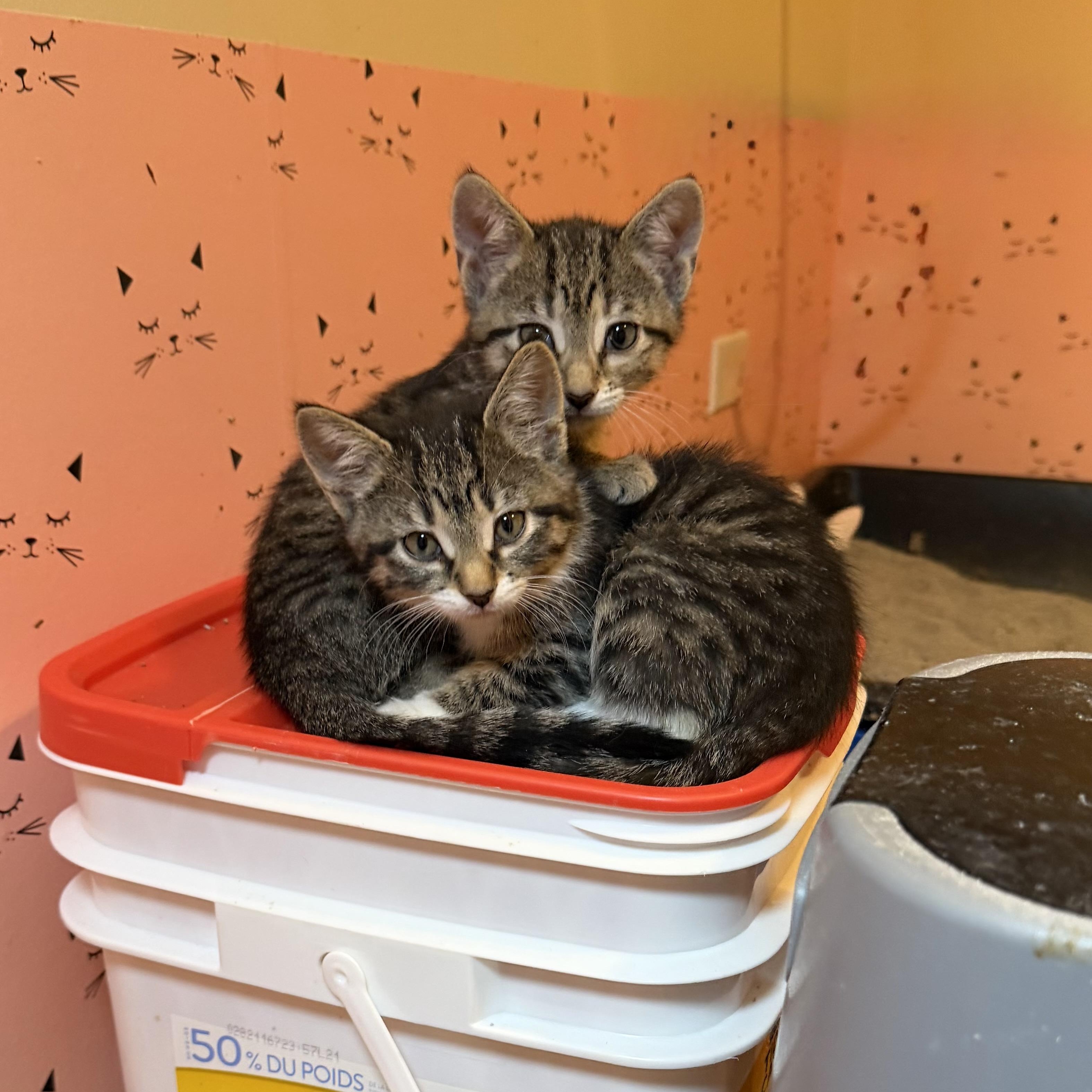 Enlarge Anastasia & Tatiana, an adopted Domestic Short Hair in Naperville, IL image 2/6