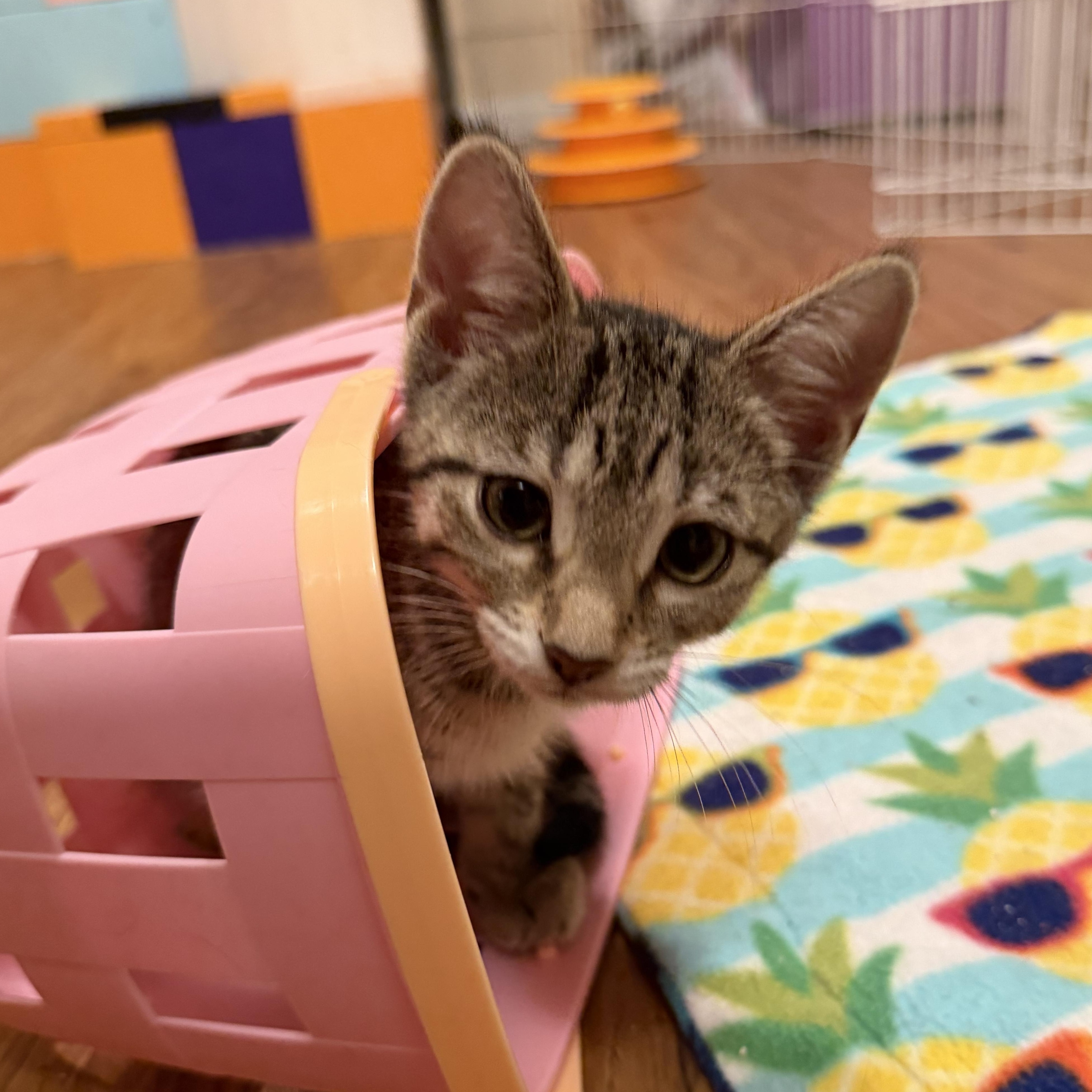 Enlarge Anastasia & Tatiana, an adopted Domestic Short Hair in Naperville, IL image 4/6