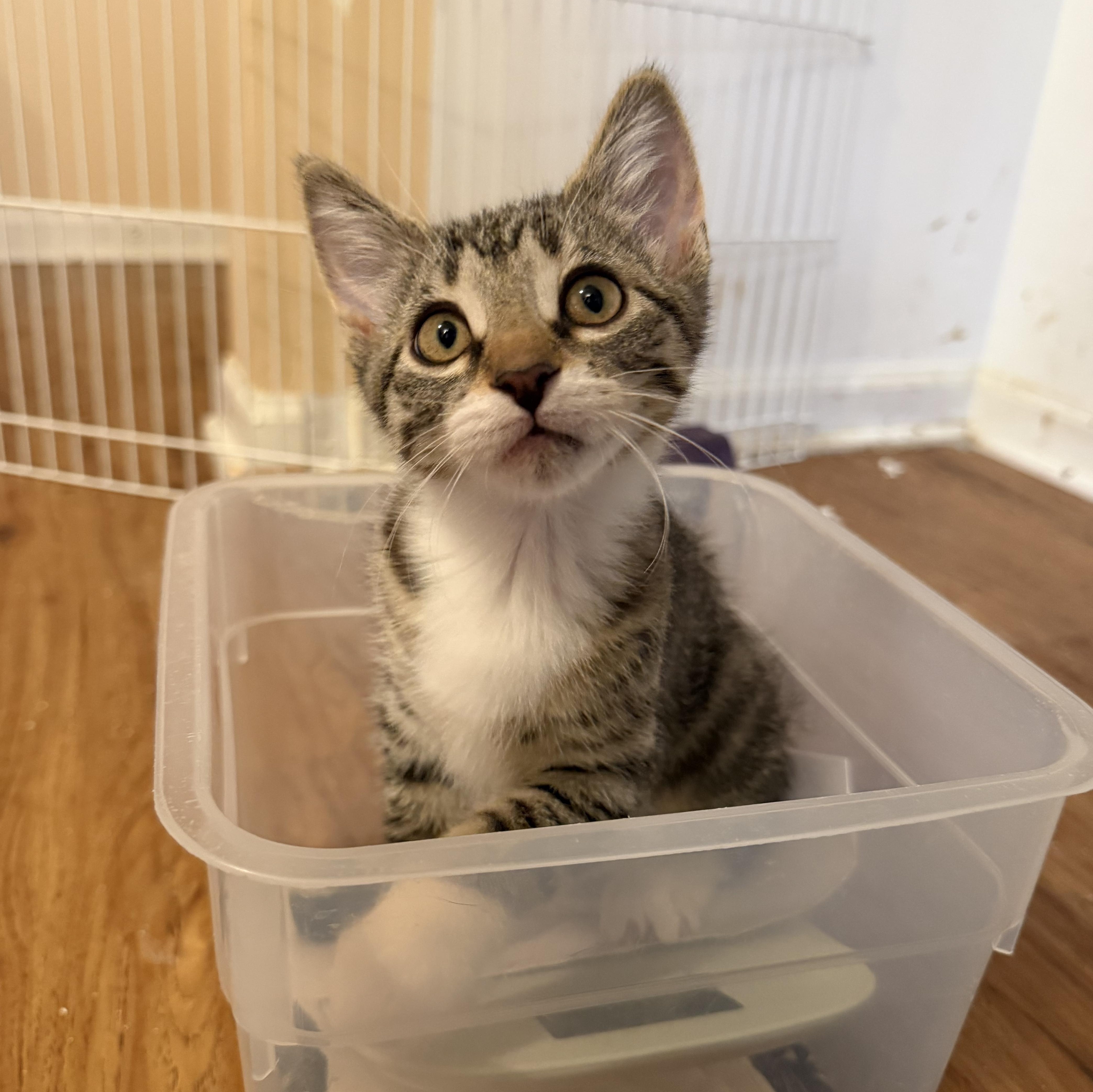 Enlarge Anastasia & Tatiana, an adopted Domestic Short Hair in Naperville, IL image 6/6
