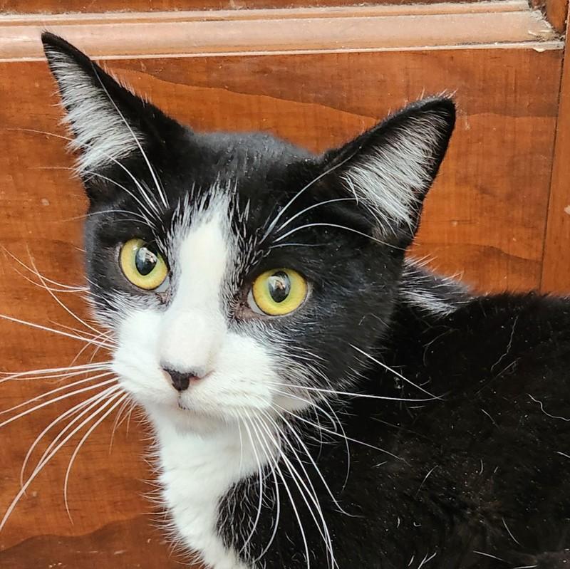 Enlarge Colin, a ADOPTABLE mixed breed in Oklahoma City, OK image 2/5