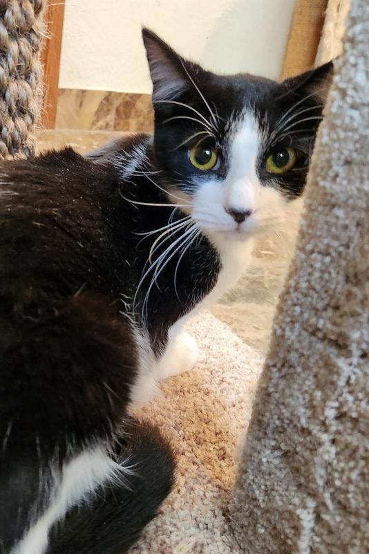 Enlarge Colin, a ADOPTABLE mixed breed in Oklahoma City, OK image 4/5