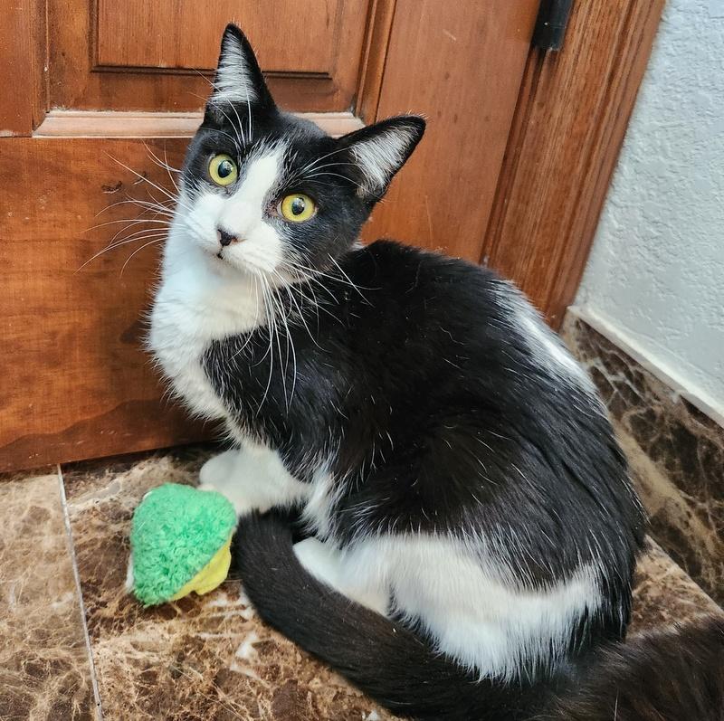 Enlarge Colin, a ADOPTABLE mixed breed in Oklahoma City, OK image 3/5