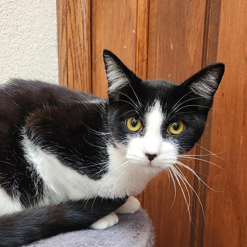 Colin, ADOPTABLE, Young Male Domestic Short Hair.