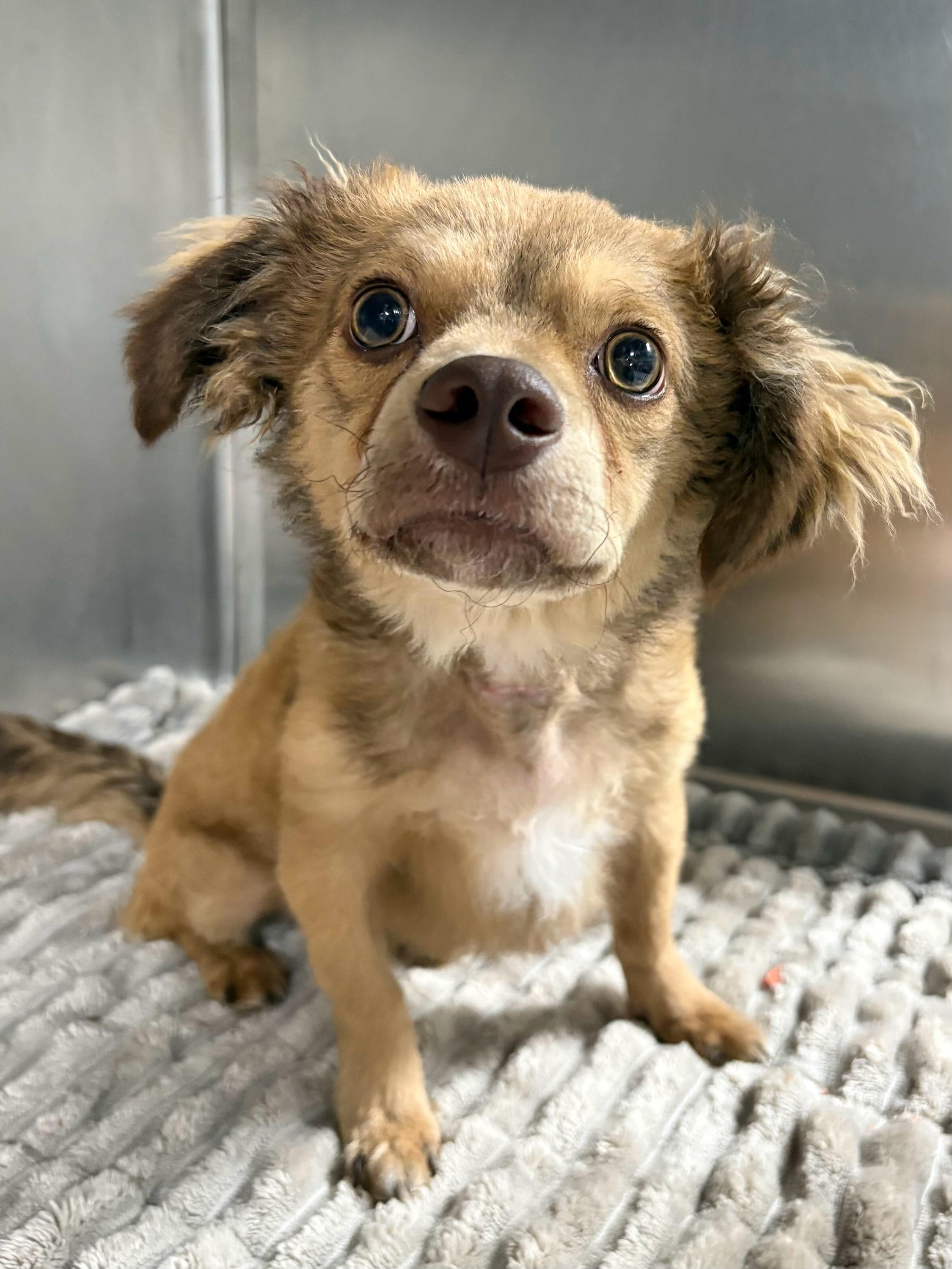 Enlarge Bear, a Adoptable mixed breed in Portland, ME image 3/3