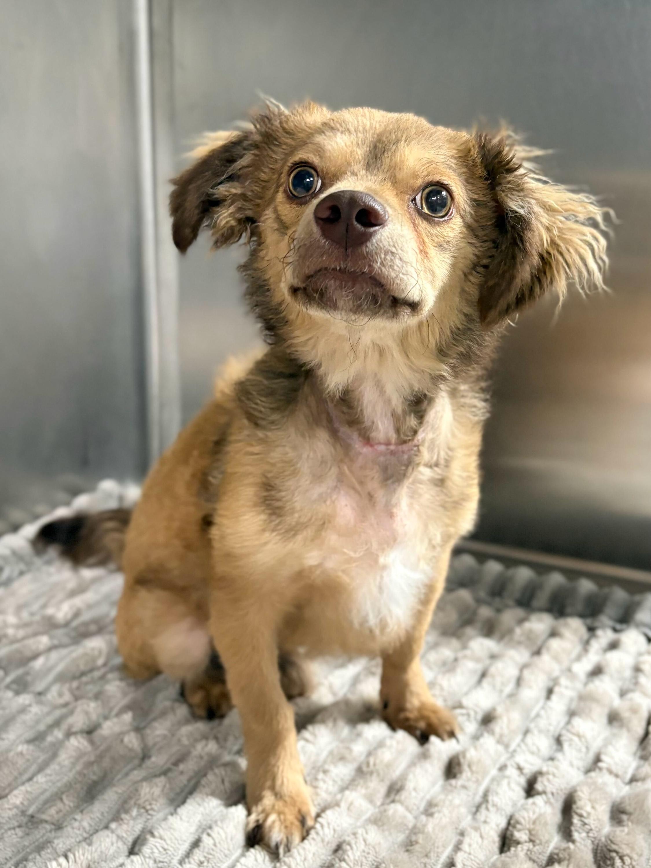 Enlarge Bear, a Adoptable mixed breed in Portland, ME image 2/3