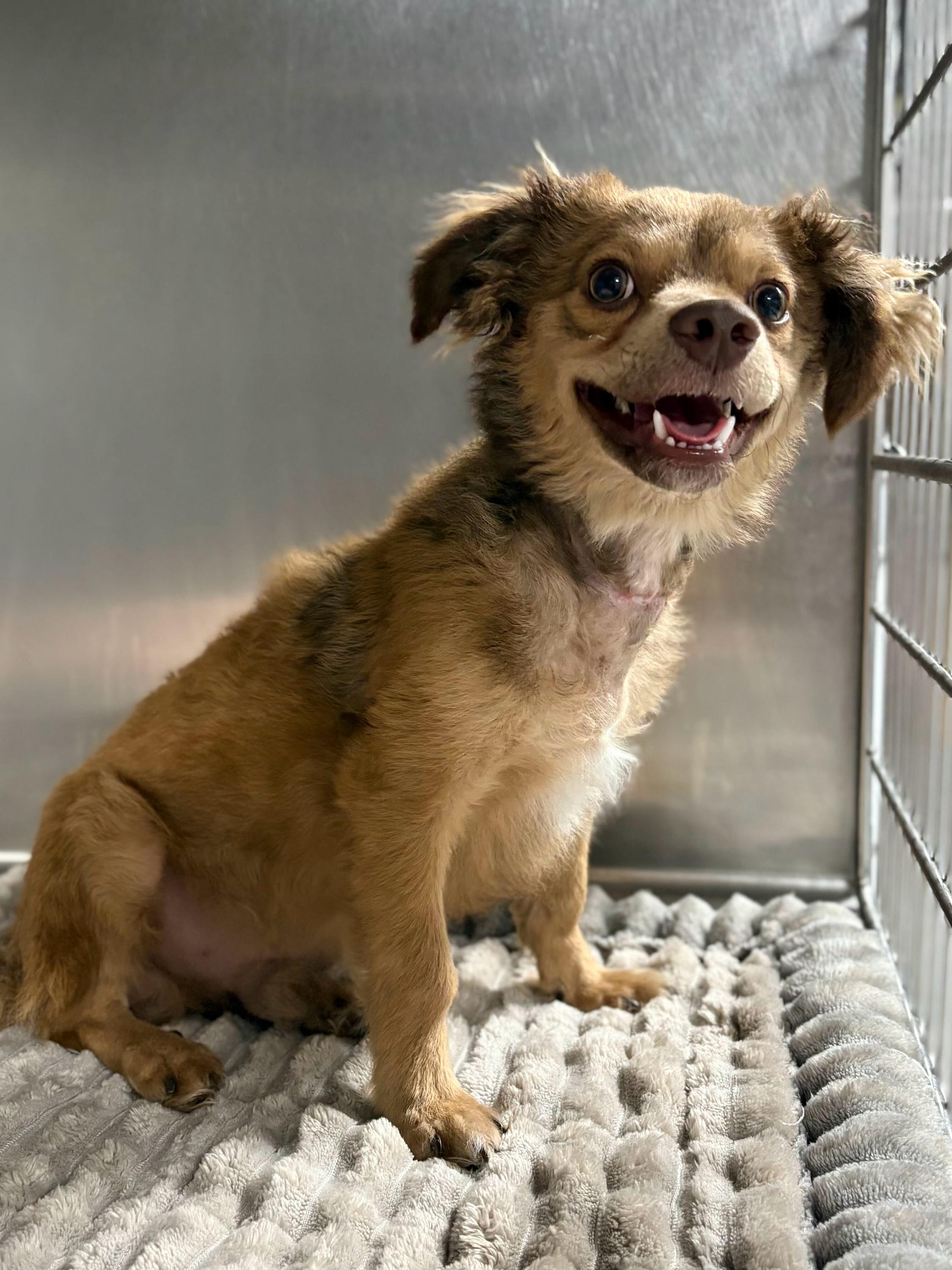 Enlarge Bear, a Adoptable mixed breed in Portland, ME image 1/3