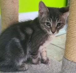 Tucker, a ADOPTABLE Domestic Medium Hair in Elizabeth, IL image 1/2