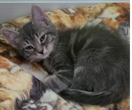 Tucker, a ADOPTABLE Domestic Medium Hair in Elizabeth, IL image 2/2