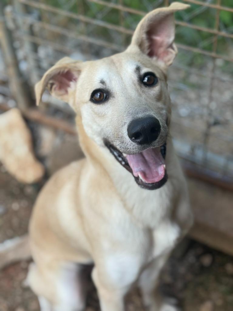 Butter, Adoptable, Young Male Whippet & Labrador Retriever.