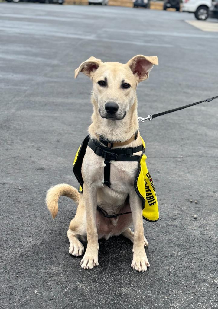 Butter, a Adoptable mixed breed in Russellville, KY image 4/6