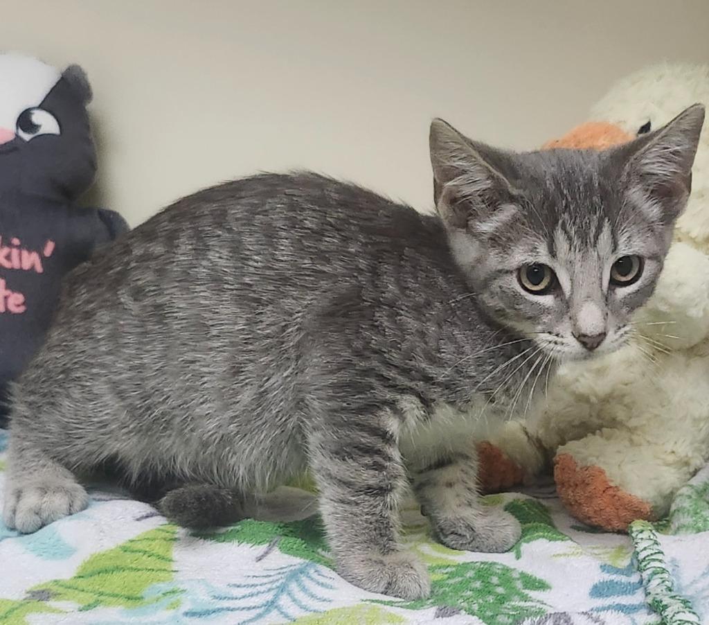 Rune, Adoptable, Kitten Male Domestic Short Hair.