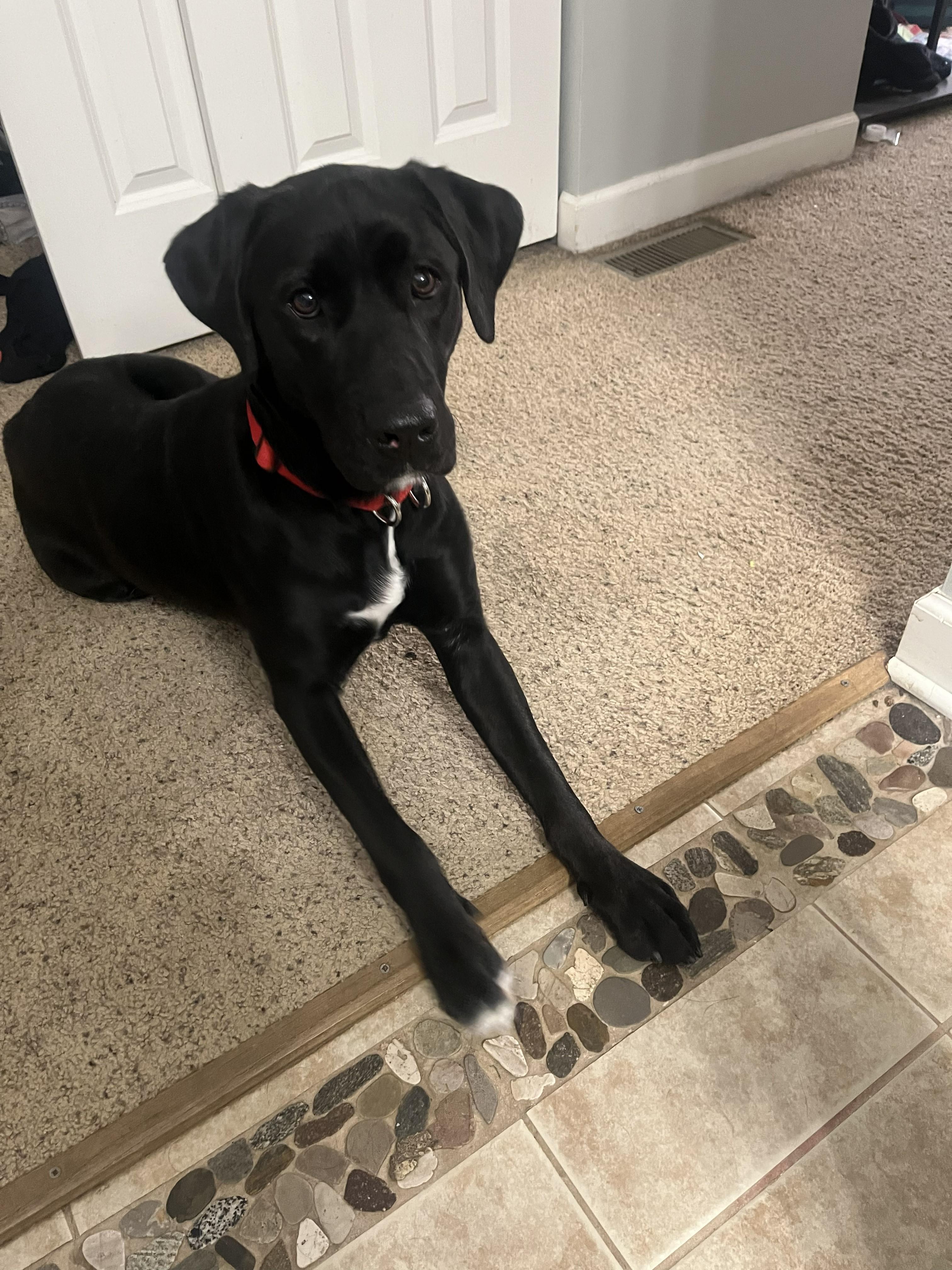 Enlarge Eve, a ADOPTABLE mixed breed in Indianapolis, IN image 2/4