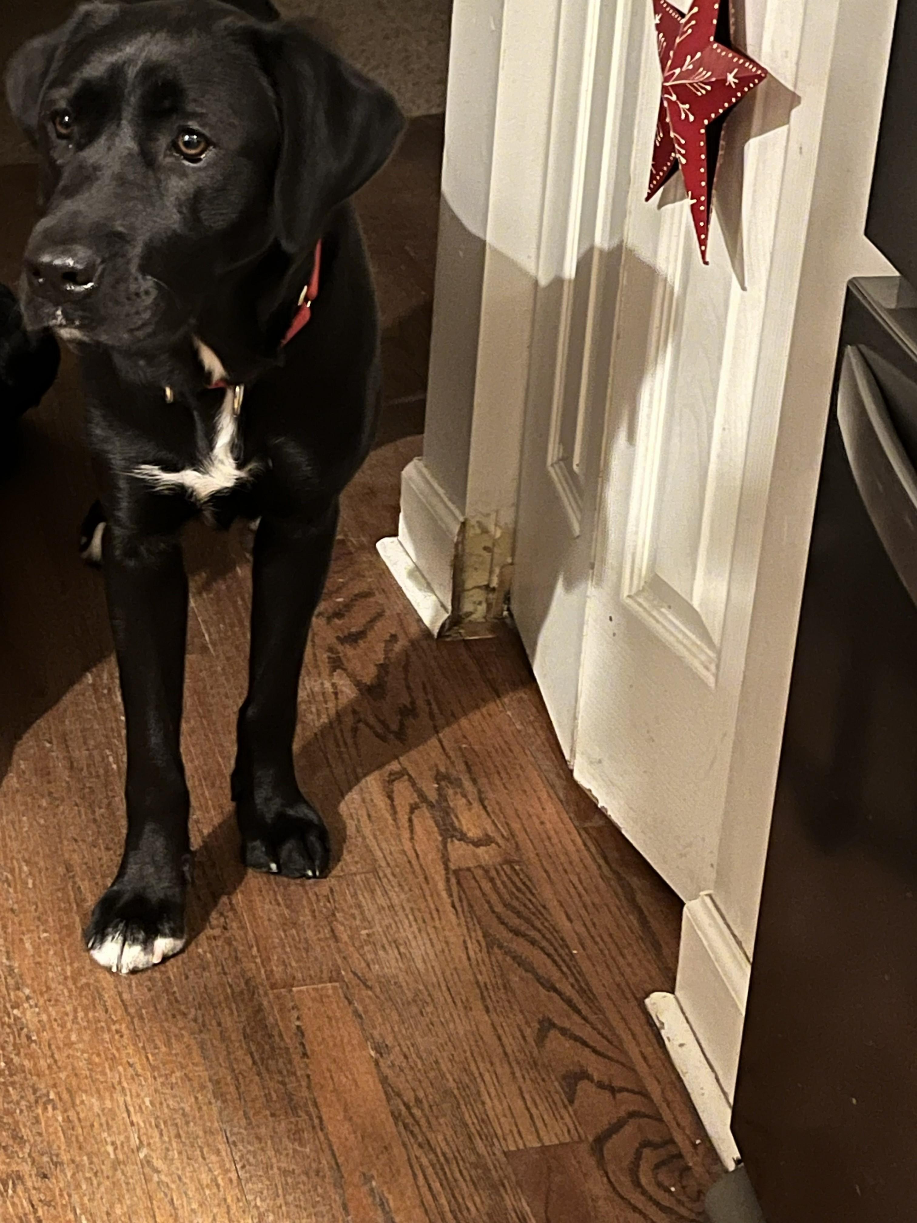 Enlarge Eve, a ADOPTABLE mixed breed in Indianapolis, IN image 3/4