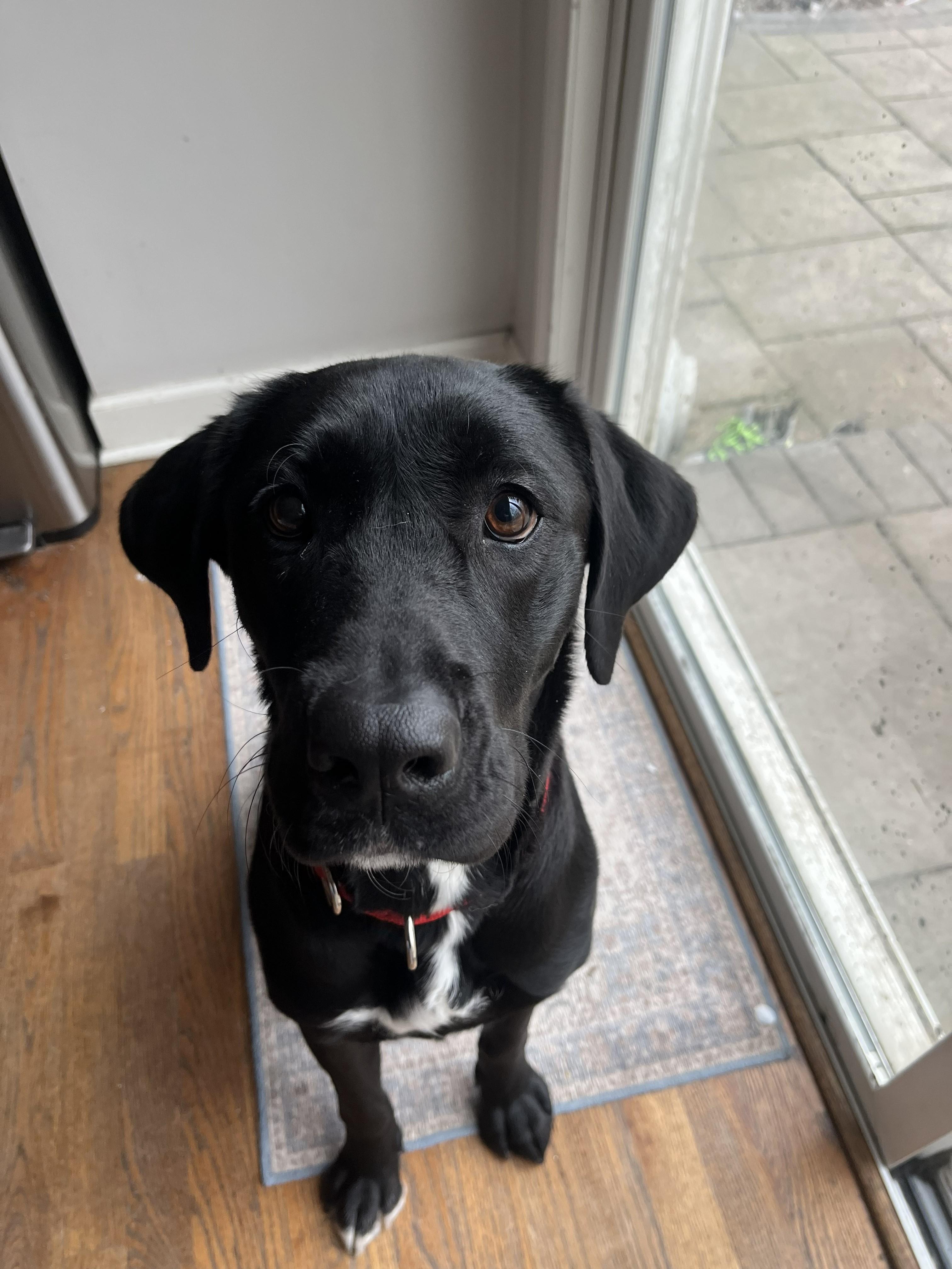 Enlarge Eve, a ADOPTABLE mixed breed in Indianapolis, IN image 1/4