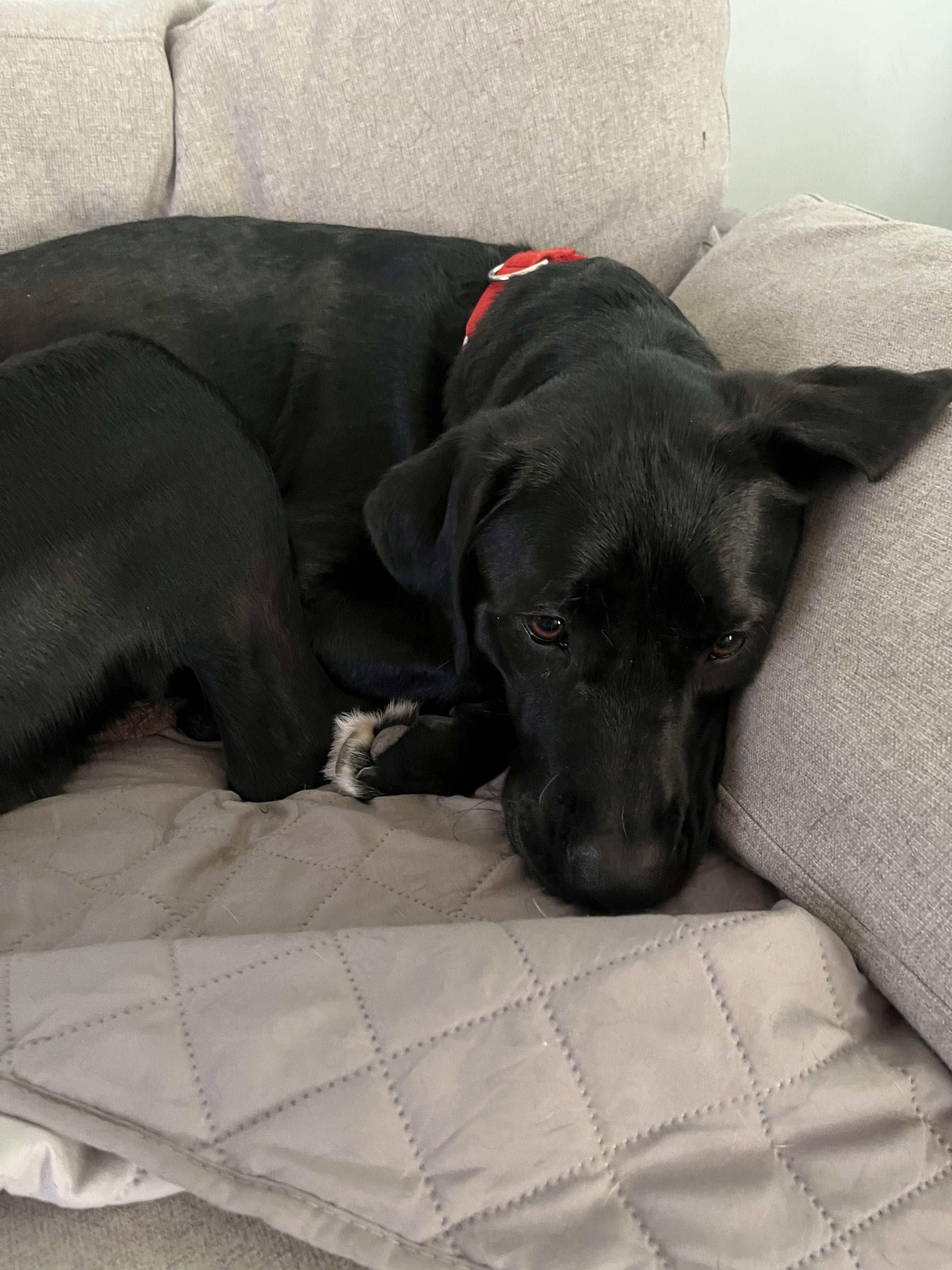 Enlarge Eve, a ADOPTABLE mixed breed in Indianapolis, IN image 4/4