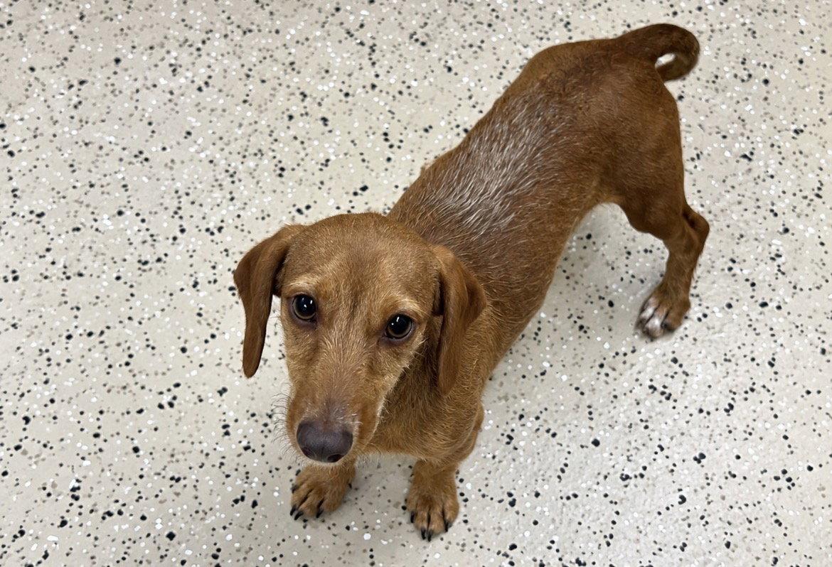 Enlarge Rhett, a Adoptable Dachshund in York, SC image 1/3