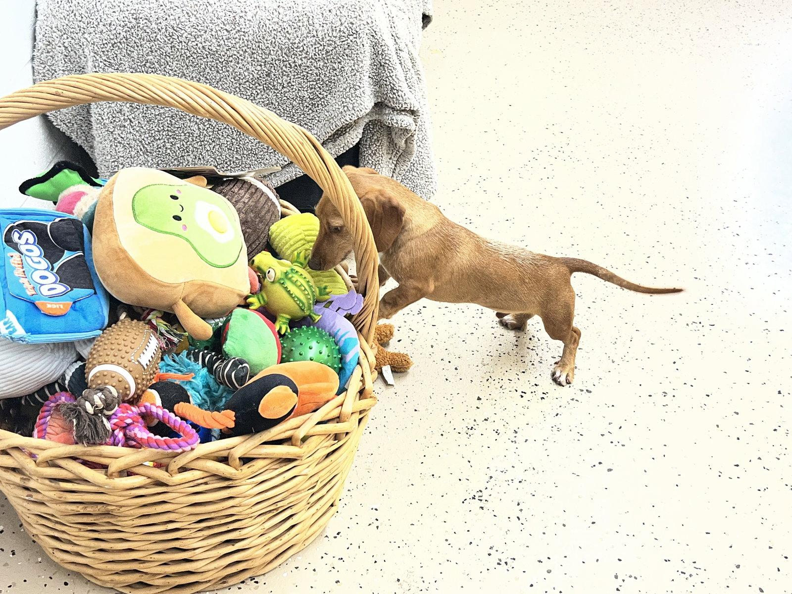 Enlarge Rhett, a Adoptable Dachshund in York, SC image 2/3