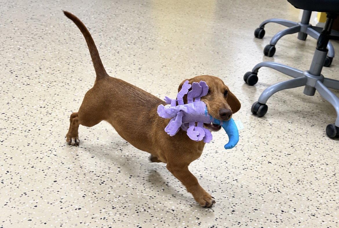 Enlarge Rhett, a Adoptable Dachshund in York, SC image 3/3