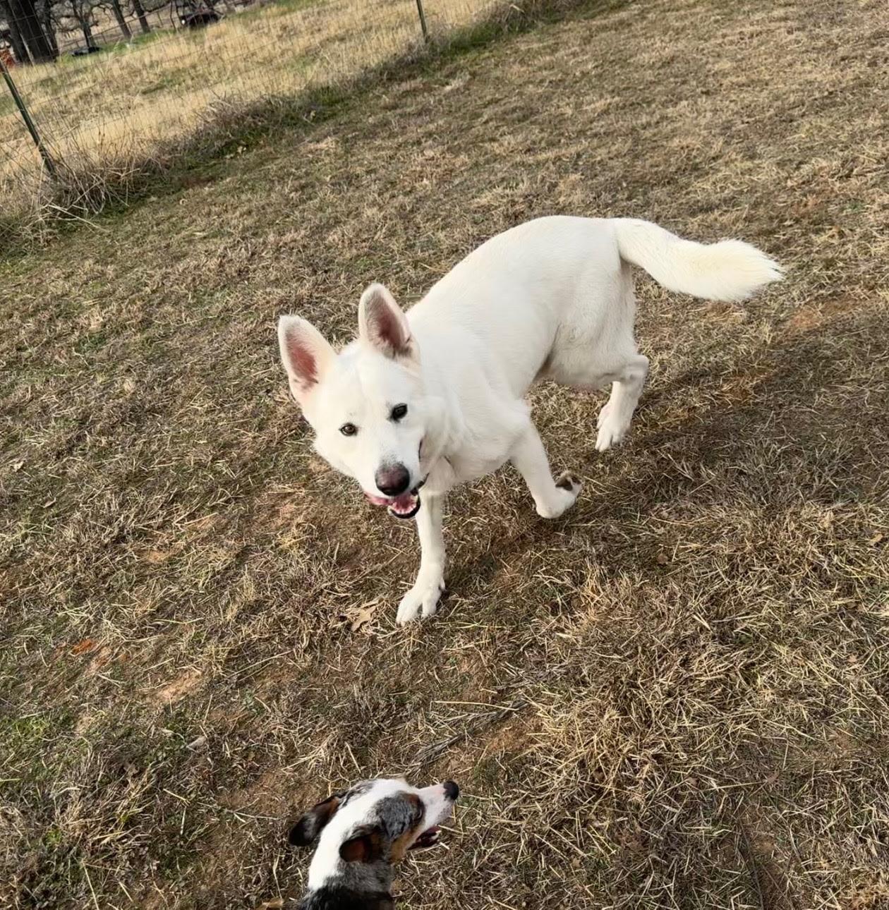 Enlarge Mr Snowball, a Adoptable White German Shepherd in Haslet, TX image 3/3