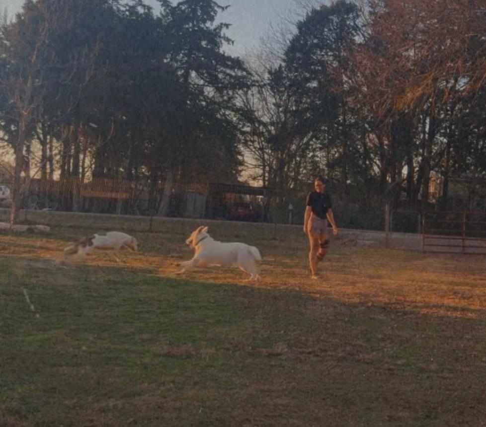 Enlarge Mr Snowball, a Adoptable White German Shepherd in Haslet, TX image 2/3