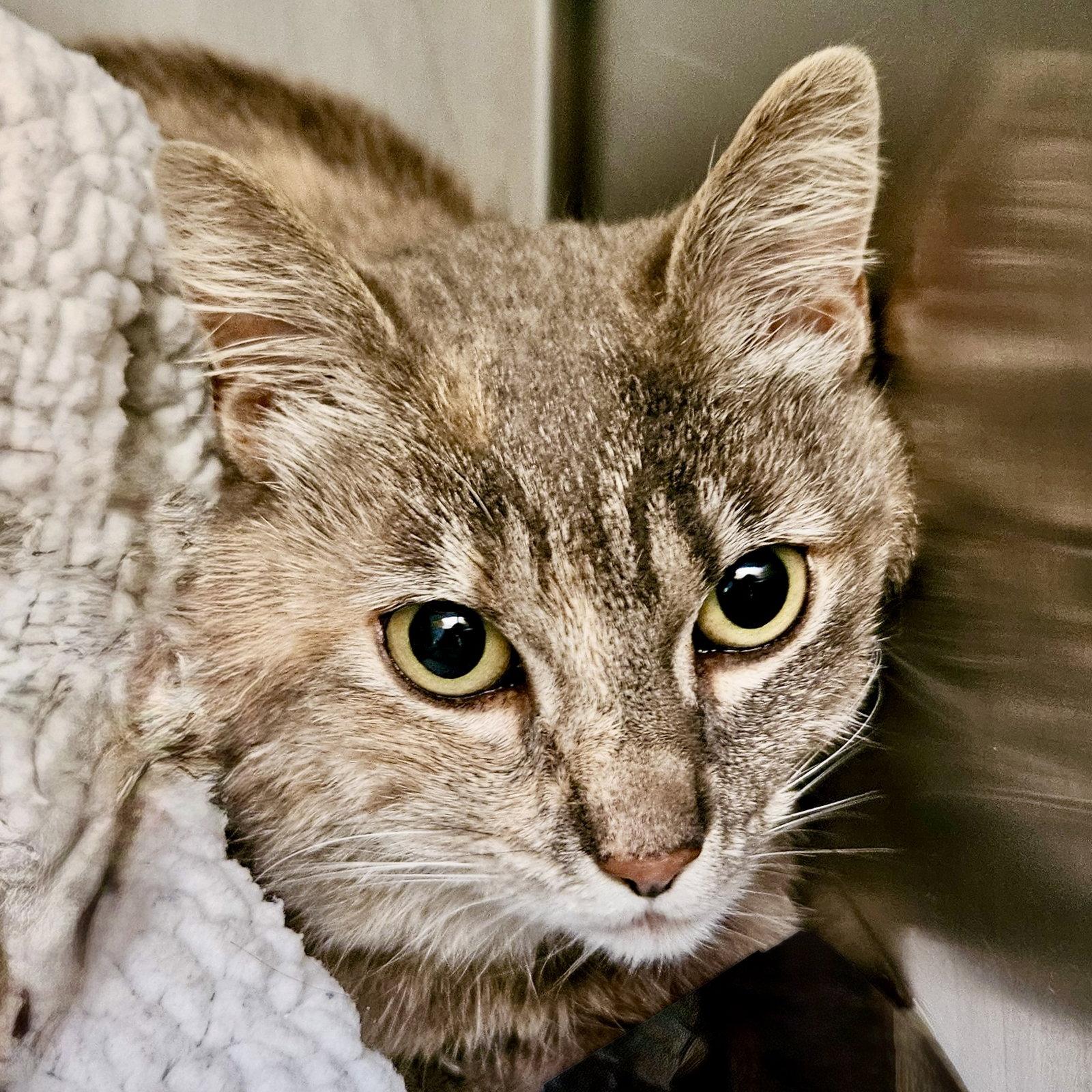 Tinkerbell, a Adopted Domestic Short Hair in Oakland, CA image 1/3