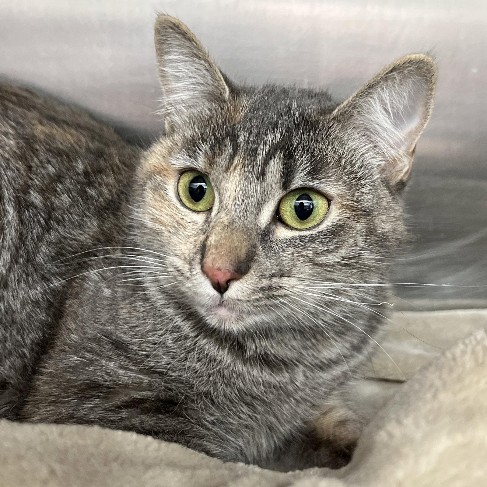 Tinkerbell, a Adopted Domestic Short Hair in Oakland, CA image 2/3