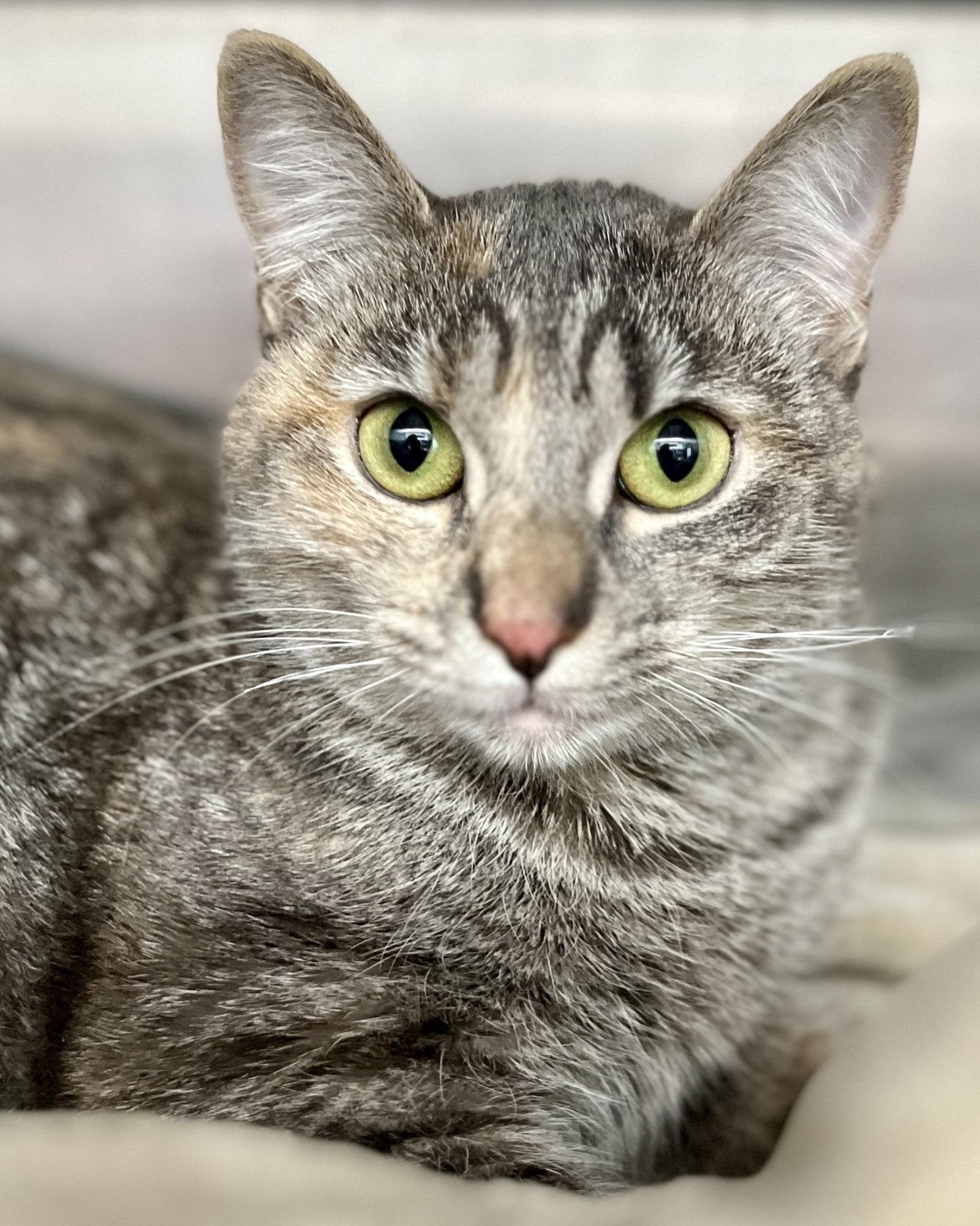 Tinkerbell, a Adopted Domestic Short Hair in Oakland, CA image 3/3