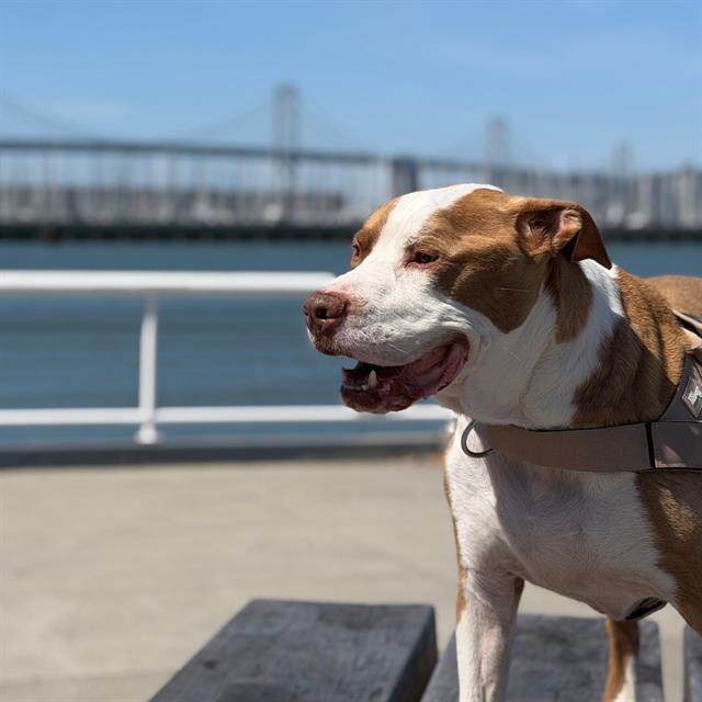 Enlarge POPPA, a Adoptable mixed breed in Alameda, CA image 1/1