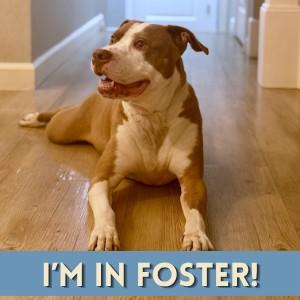 POPPA, Adoptable, Adult Male Pit Bull Terrier & Mixed Breed.