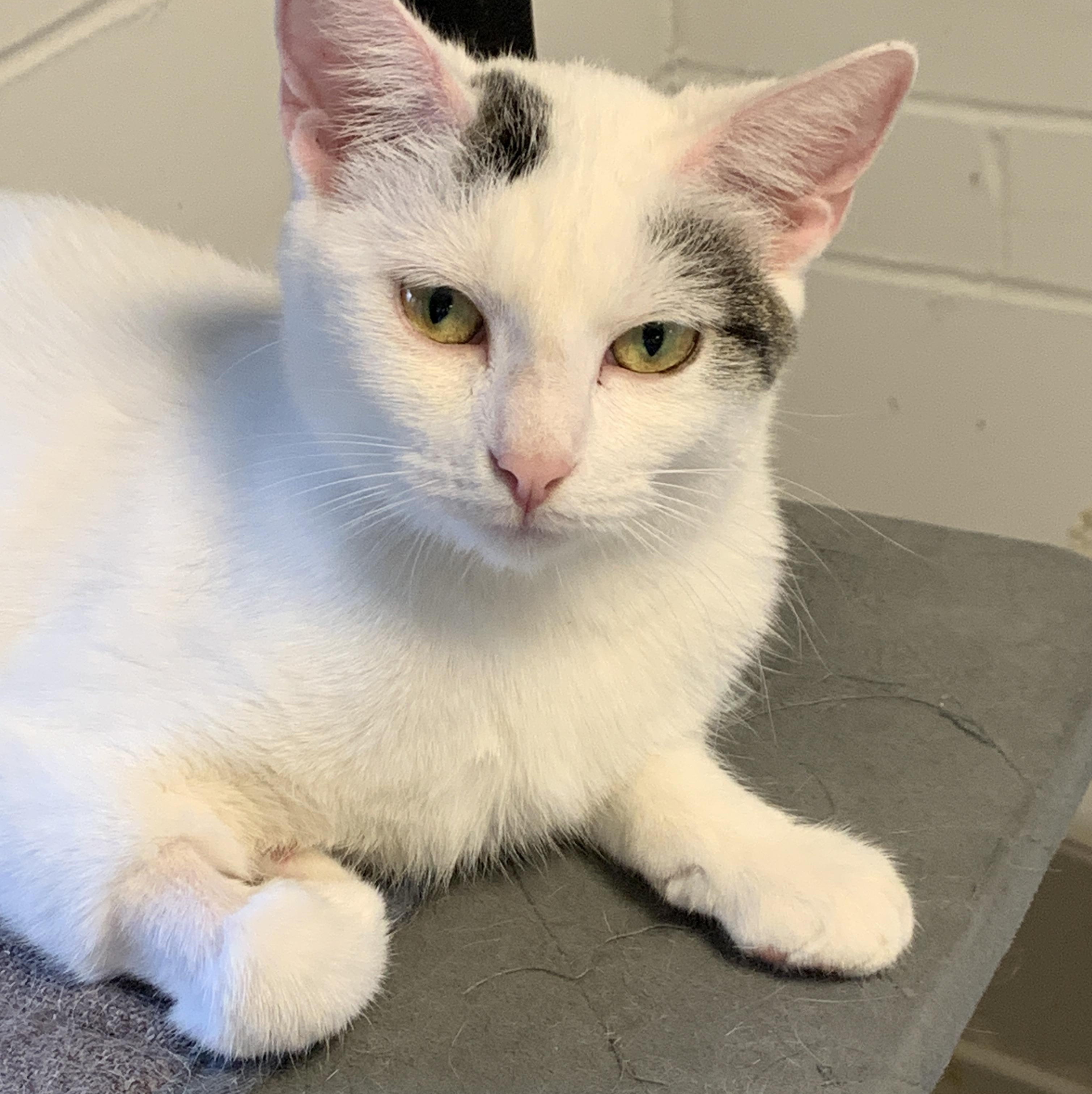 Enlarge Pixie, a ADOPTABLE Domestic Short Hair in Saint Charles, MO image 2/2