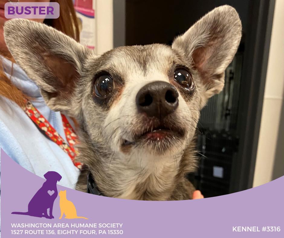 Buster, Adoptable, Senior Male Chihuahua.