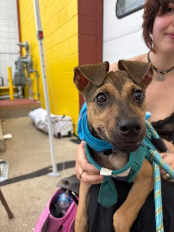 Enlarge Spinner $550, a Adoptable Mixed Breed in Milwaukee, WI image 1/6