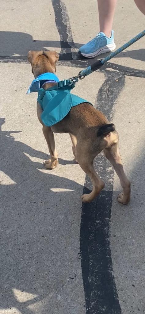 Enlarge Spinner $550, a Adoptable Mixed Breed in Milwaukee, WI image 2/6